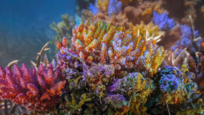Ação coletiva para os corais de proteção do oceano