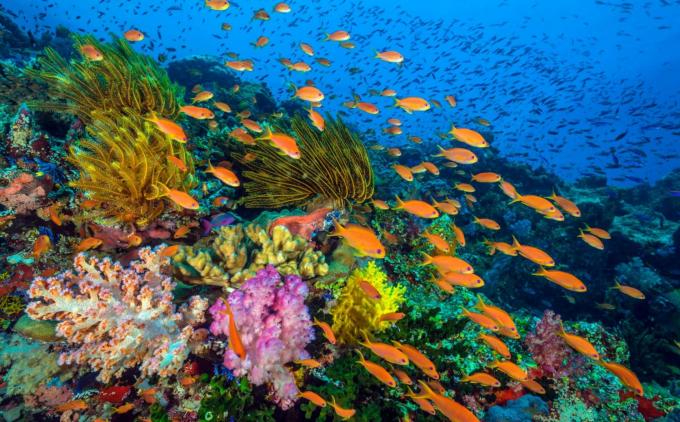 Ação coletiva para os corais deproteção